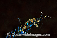 Ghost Shrimp on stinging Hydroid Photo - Gary Bell