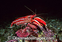 Candy-stripe Pistol Shrimp Alpheus astrinx Photo - Gary Bell
