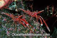 Hinge-beak Shrimp Rhynchocinetes durbanensis Photo - Gary Bell