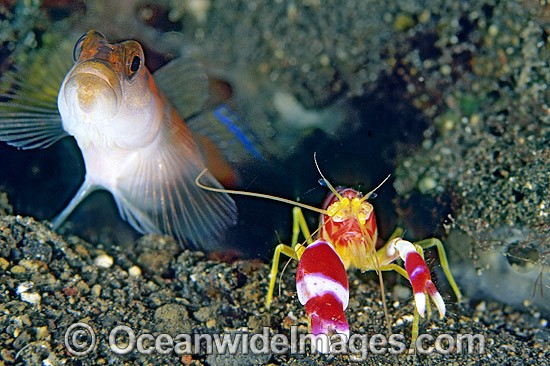 Flag-tail Shrimp Goby Amblyeleotris yanoi photo