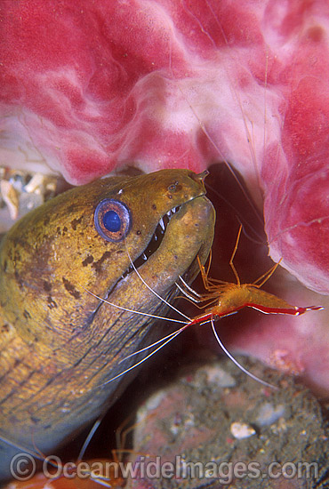 Spot-face Moray Eel cleaned by shrimp photo