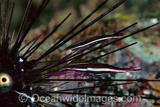 Urchin Shrimp on Sea Urchin photo