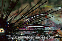 Urchin Shrimp on Sea Urchin Photo - Gary Bell
