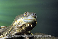 Bellinger Freshwater Turtle Photo - Gary Bell