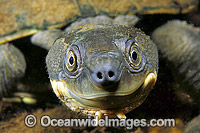 Freshwater Turtle Elseya georgesi Photo - Gary Bell