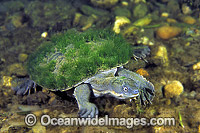 Bellinger Turtle Elseya georgesi Photo - Gary Bell