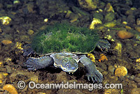 Bellinger Freshwater Turtle Elseya georgesi Photo - Gary Bell