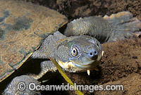 Bellinger River Freshwater Turtle Elseya georgesi Photo - Gary Bell