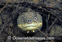 Bellinger River Freshwater Turtle Photo - Gary Bell