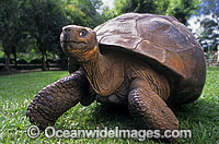Galapagos Tortoise Geochelone nigra porteri Photo - Gary Bell