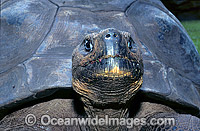 Harriet Galapagos Land Tortoise Photo - Gary Bell