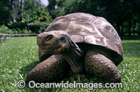 Harriet Galapagos Land Tortoise Photo - Gary Bell