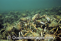 Spider Crabs aggregation Photo - Bill Boyle
