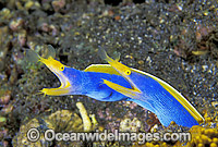 Blue Ribbon Eels Rhinomuraena quaesita Photo - Gary Bell