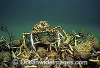 Spider Crabs Leptomithrax gaimardii Photo - Bill Boyle
