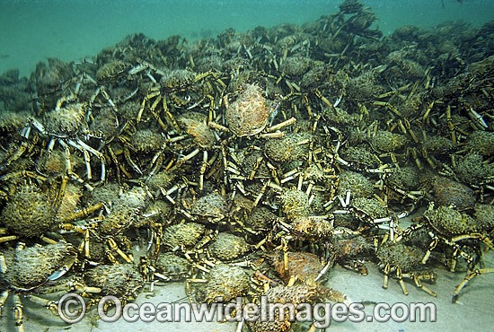 Spider Crabs mating aggregation photo