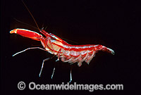 Candy-stripe Pistol Shrimp with eggs Photo - Gary Bell