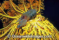 Crinoid Shrimp with eggs Photo - Gary Bell