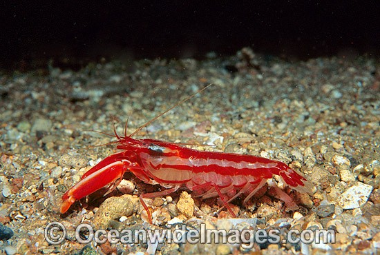 Candy-stripe Pistol Shrimp with eggs photo
