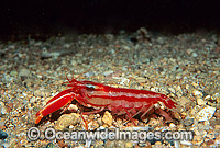 Candy-stripe Pistol Shrimp with eggs Photo - Gary Bell