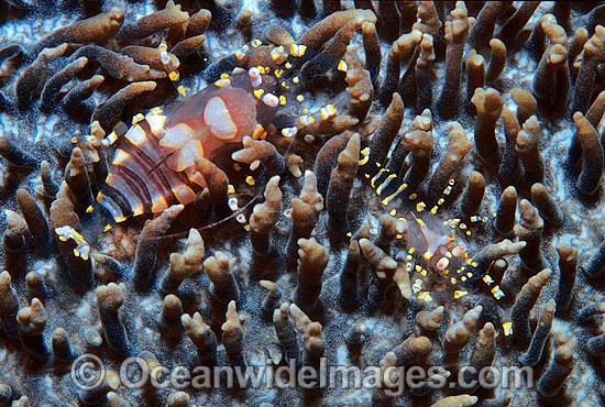 Shrimp on Corallimorph photo