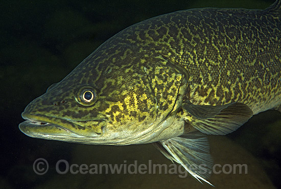 Eastern Freshwater Cod photo