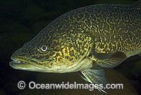 Eastern Freshwater Cod Photo - Gary Bell