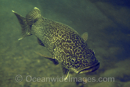 Eastern Freshwater Cod Maccullochella ikei photo