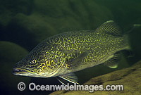 Eastern Freshwater Cod Maccullochella ikei Photo - Gary Bell