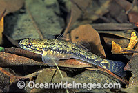 Cox's Gudgeon Gobiomorphis coxii Photo - Gary Bell