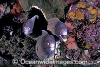White-eyed Moray Eels Siderea thyrsoidea Photo - Gary Bell