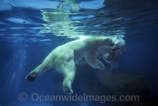 Polar Bear Ursus maritimus swimming underwater photo