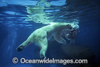 Polar Bear Ursus maritimus swimming underwater Photo - Gary Bell