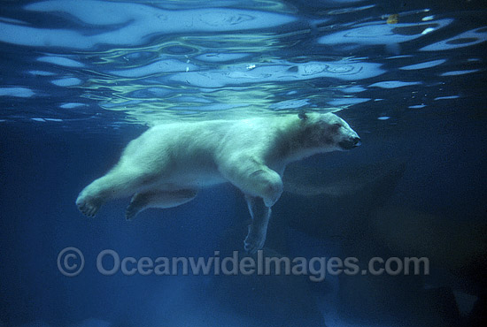 Polar Bear swimming underwater photo