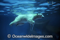 Polar Bear swimming underwater Photo - Gary Bell