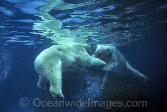 Polar Bear Uswimming underwater photo