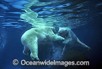 Polar Bear Uswimming underwater Photo - Gary Bell