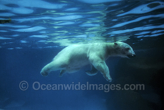Polar Bear Ursus maritimus photo