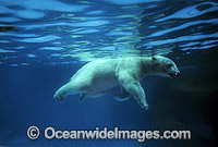 Polar Bear Ursus maritimus Photo - Gary Bell