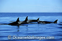Orca Orcinus orca Photo - Lin Sutherland