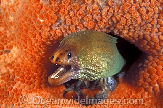 Green Moray Eel in sponge photo