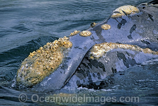 Southern Right Whale showing callosities photo
