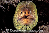 Green Moray Eel Gymnothorax prasinus Photo - Gary Bell