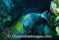 Moray Eel eating Surgeonfish Photo - Gary Bell