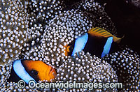 Orange-fin Anemonefish Amphiprion chrysopterus Photo - Gary Bell