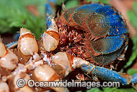 Lamington Spiny Lobster with babies Photo - Gary Bell