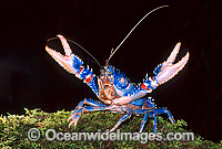 Lamington Spiny Lobster Photo - Gary Bell