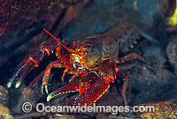 Freshwater Crayfish Photo - Gary Bell