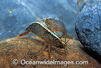 Rifle Shrimp Australatya striolata Photo - Gary Bell