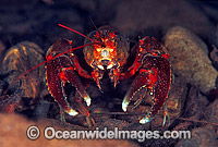 Freshwater Crayfish Photo - Gary Bell